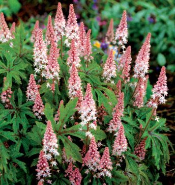 Jaunstāds - Tiarella 'Pink Skyrocket'
